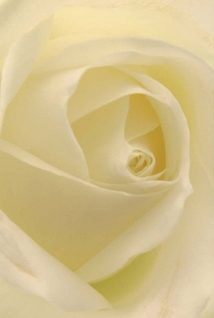 Viewed intimately, this classic white rose radiates tranquility and sophistication, expertly handcrafted by a local Biggin Hill florist. The creamy layers flow seamlessly, blending shades of white and soft cream as though naturally illuminated from within, mirroring the gentle sunrise over Biggin Hill's open fields. Each petal, perfectly layered, suggests both resilience and purity, hinting at the subtle artistry behind the arrangement. The bloom's spiraled heart feels like a symbol of new beginnings or timeless bonds, while the understated play of shadows lends a quiet depth. This serene composition is quintessential for sincere apologies, romantic gestures, or as a striking centerpiece at celebrations around Biggin Hill. The imagined air is filled with a clean, peaceful fragrance-one that belongs as much to heartfelt gatherings as to moments of reflection. The rose stands as a testament to the florist's dedication, capturing the essence of the community and delivering emotion in every petal from Biggin Hill to the surrounding countryside.